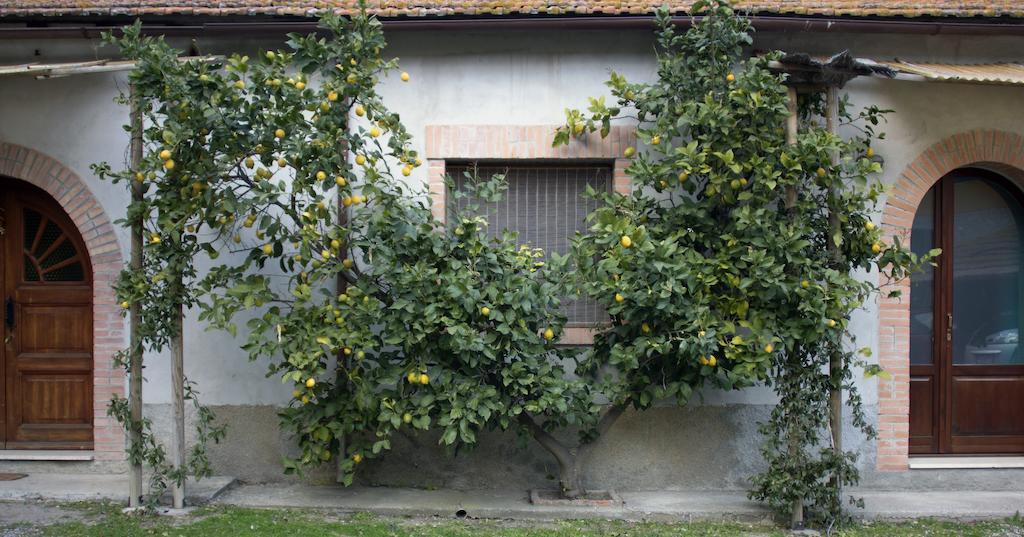 Agriturismo Monte Alzato Capalbio Chambre photo